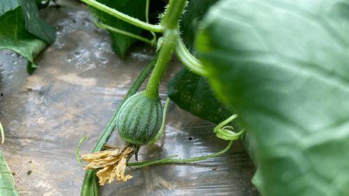 吃瓜 农药味道,揭秘食品安全背后的秘密