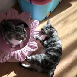 隔壁吃瓜的猫,隔壁吃瓜猫的趣味日常