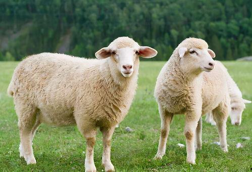 羊崽崽吃瓜,羊崽崽的夏日瓜趣之旅