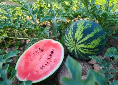 吃瓜夏天来了,吃瓜群众狂欢时刻