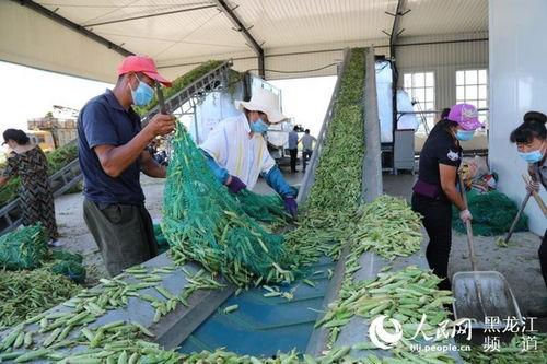 拜泉县吃瓜,瓜香四溢，品味田园生活