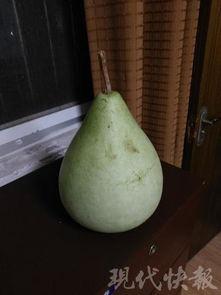 吃瓜在自家后续,趣味日常与温馨瞬间