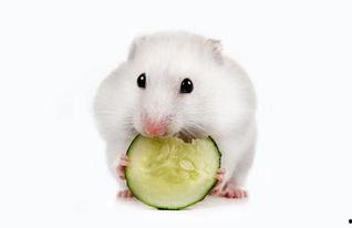 吃瓜小仓鼠图片,萌宠吃瓜日常