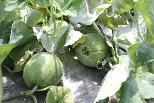 中瓜吃瓜,揭秘瓜类美食的多样魅力