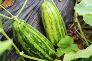 吃瓜群众应该吃什么样的瓜,如何挑选最鲜美的“瓜”