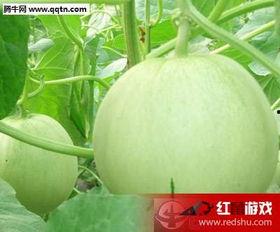 甜瓜面瓜怎么吃,甜瓜与面瓜的多彩食法探索