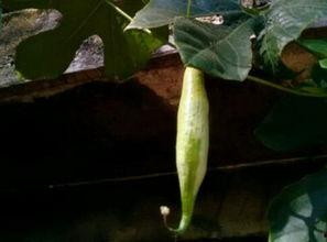 如何防老鼠吃瓜,守护丰收的秘密武器