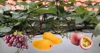 广西柳州精神小妹吃瓜